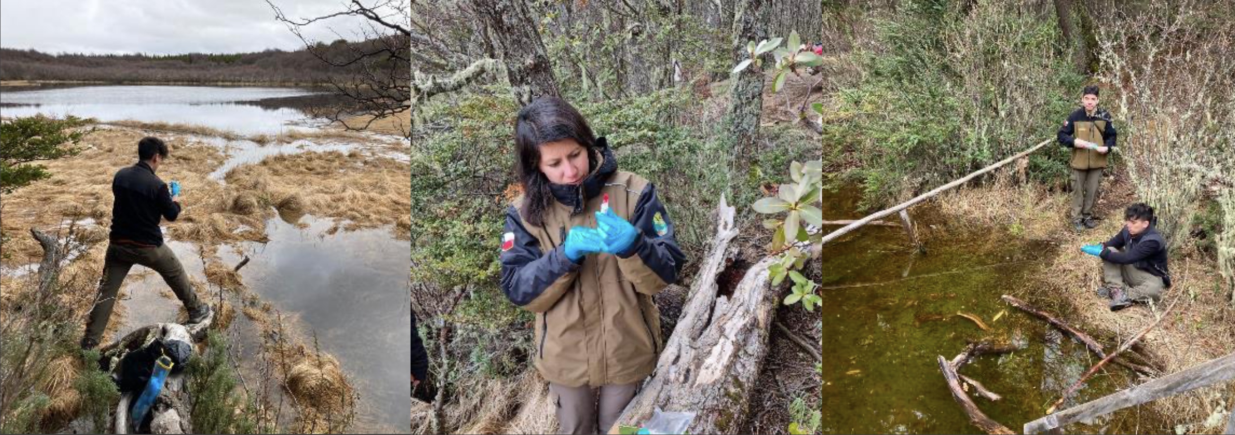 Primeros análisis de ADN ambiental desde Áreas Silvestres Protegidas de Aysén permitieron constatar presencia de especies exóticas invasoras