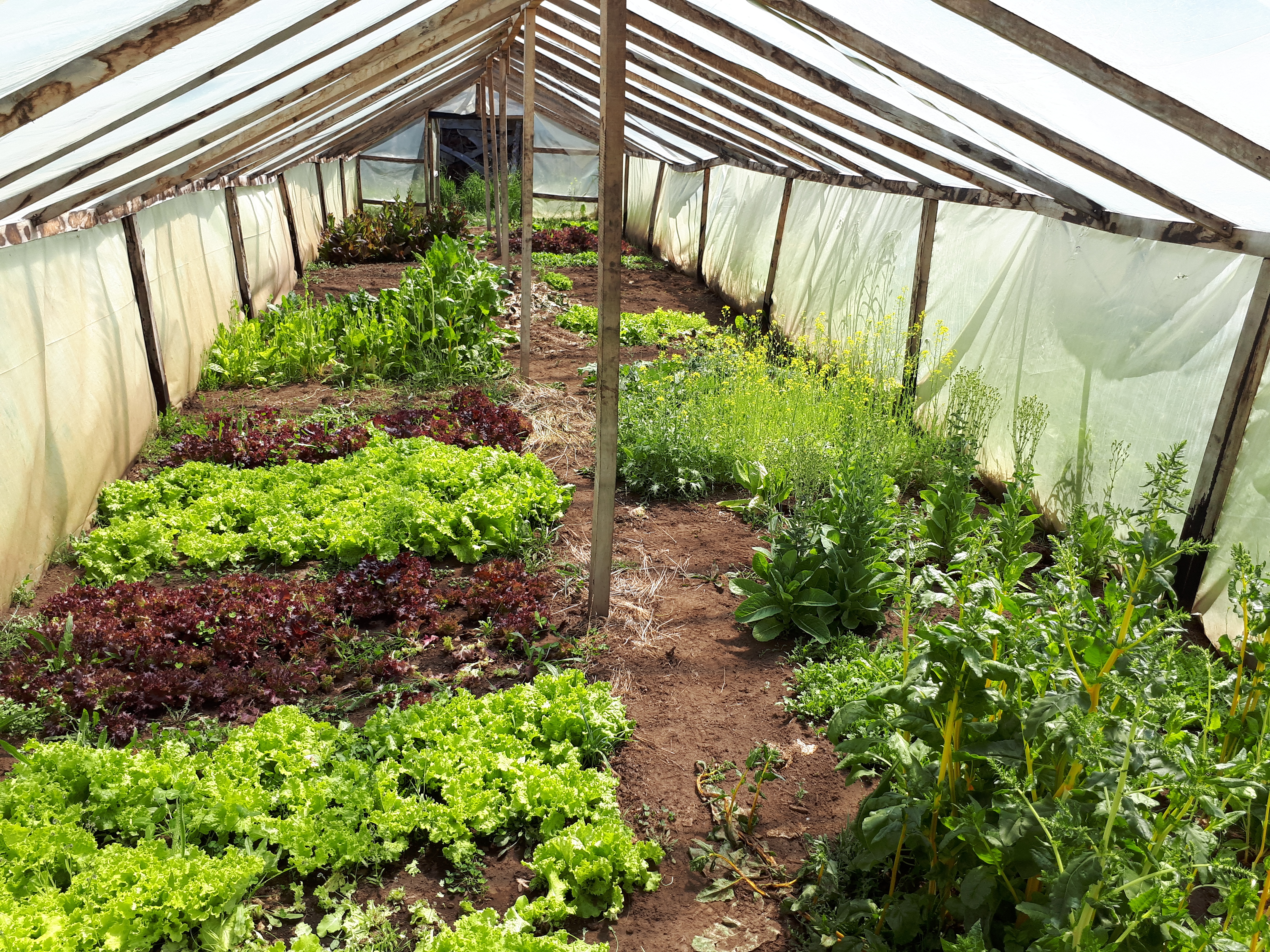 Universidad de Aysén realizará Seminario de  “Agroecología y Soberanía Alimentaria”